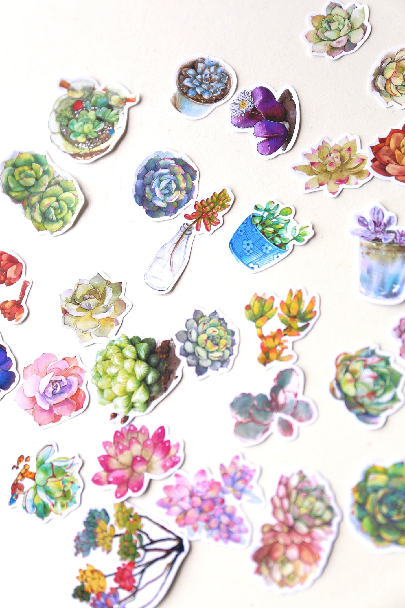 Succulent plants  stickers set/ Planner Stickers/ Filofax Stickers/Lap top stickers/Scrapbook Sticker/OS064