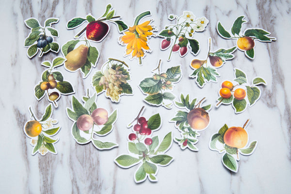 summer fruit  stickers /fruit   Stickers/ Filofax Stickers/apple  stickers/Floral Scrapbook Sticker/orange stickers