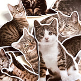 Cut cate sticker set/ Pet Stickers/ Vintage Pet Stickers/Lap top stickers/Scrapbook Sticker